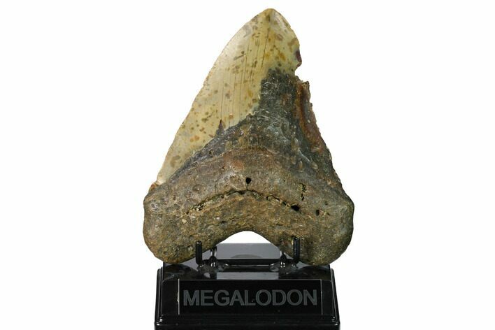 Huge, Fossil Megalodon Tooth - North Carolina #172606